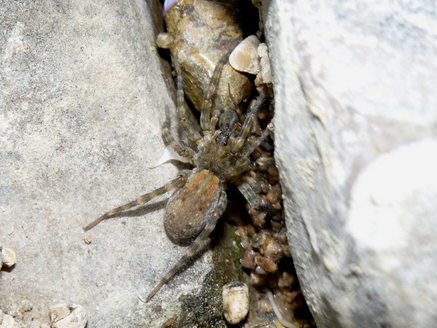 Arctosa similis - Tolfa (RM)